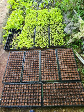 곽상철님의 배추 · 영농일지 작성글 사진