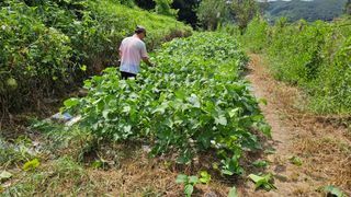 정영진님의 콩 · 영농일지 작성글 사진