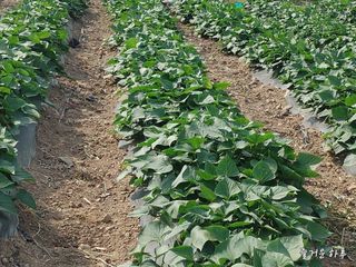 농부님.모두.모두힘님의 👍팜이웃 칭찬해요! · 참여글 작성글 사진