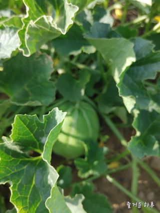 농부님.모두.모두힘님의 👍팜이웃 칭찬해요! · 참여글 작성글 사진