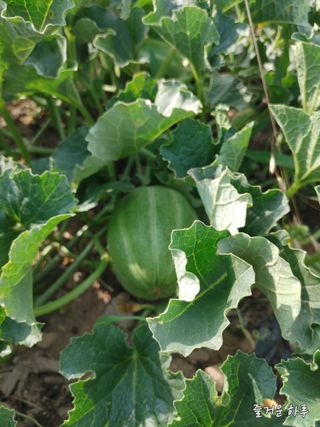 농부님.모두.모두힘님의 👍팜이웃 칭찬해요! · 참여글 작성글 사진