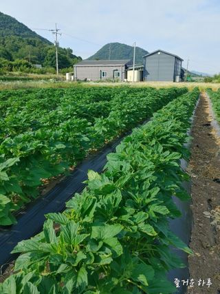 농부님.모두.모두힘님의 👍팜이웃 칭찬해요! · 참여글 작성글 사진