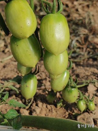 농부님.모두.모두힘님의 👍팜이웃 칭찬해요! · 참여글 작성글 사진