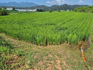 조위래님의 벼 · 영농일지 작성글 사진