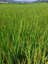 팜모닝 벼·영농일지 게시글 이미지