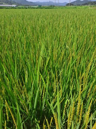 김영호님의 벼 · 영농일지 작성글 사진