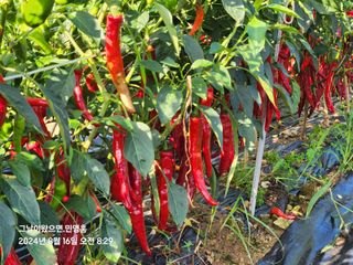 민영홍님의 고추 · 영농일지 작성글 사진