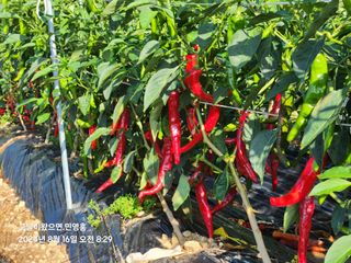 민영홍님의 고추 · 영농일지 작성글 사진