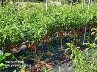 민영홍님의 고추 · 영농일지 작성글 사진