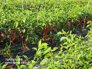 민영홍님의 고추 · 영농일지 작성글 사진