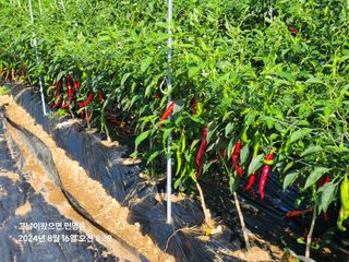 민영홍님의 고추 · 영농일지 작성글 사진