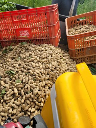 다소농원님의 기타작물 · 영농일지 작성글 사진