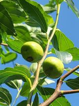 팜모닝 기타작물·병해충상담 게시글 이미지