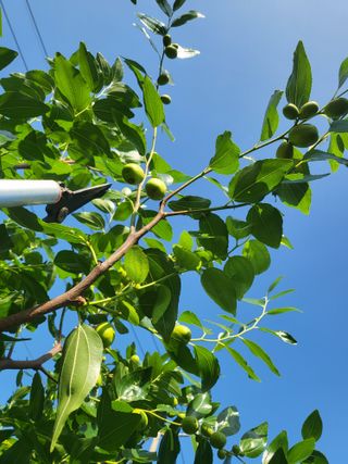 김희철님의 기타작물 · 병해충상담 작성글 사진