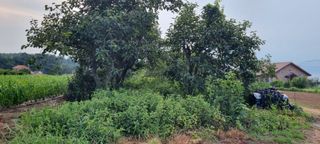 김안재님의 감 · 영농일지 작성글 사진