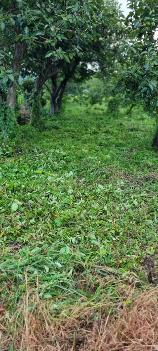 김안재님의 감 · 영농일지 작성글 사진