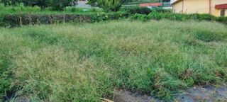 김안재님의 감 · 영농일지 작성글 사진