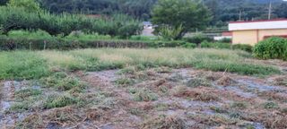 김안재님의 감 · 영농일지 작성글 사진