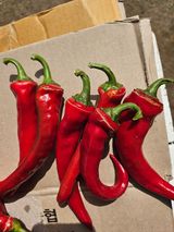 팜모닝 고추·병해충상담 게시글 이미지