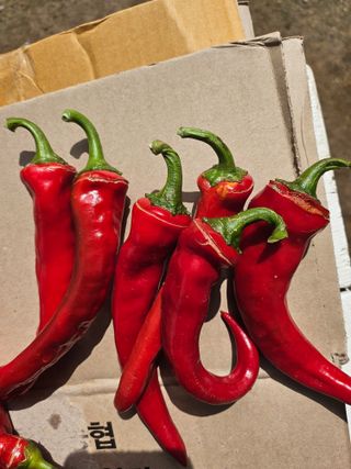 양주촌로님의 고추 · 병해충상담 작성글 사진