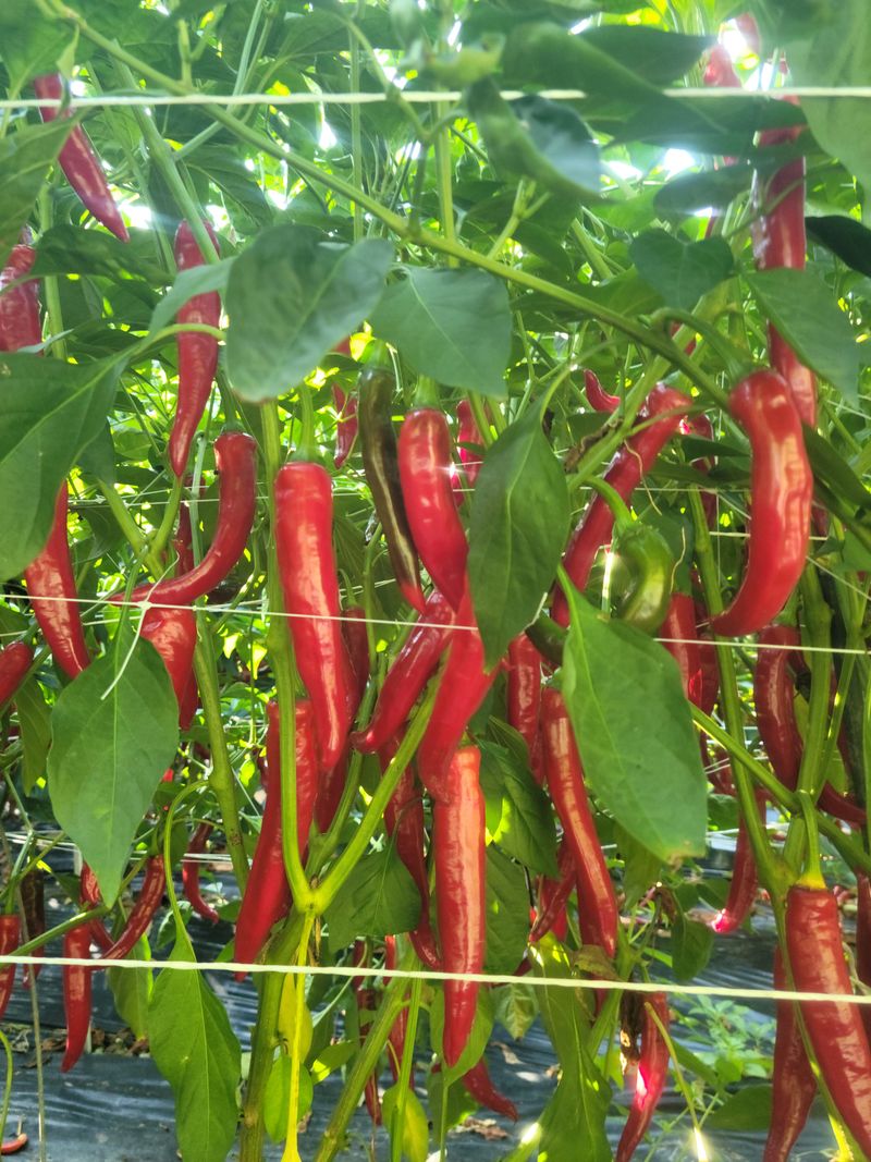 장터 상품 [고추가루 600g] 썸네일