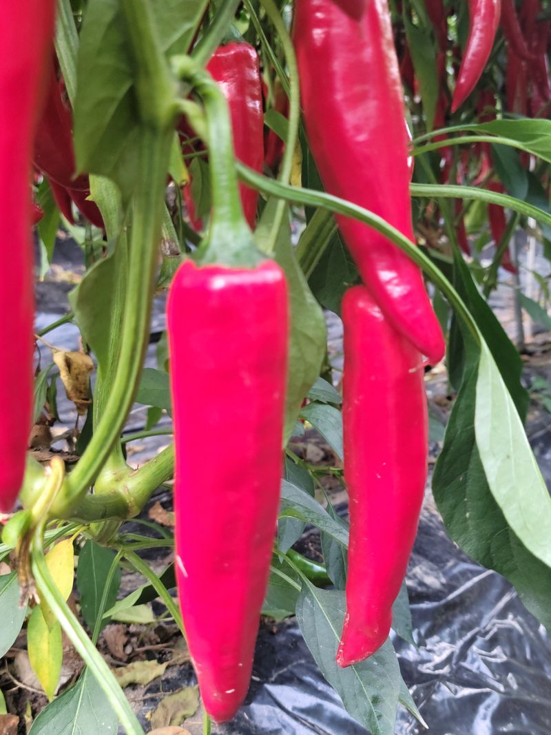 김선순(공룡자색마)님의 장터 판매 상품 [고추가루 600g] 첨부 사진