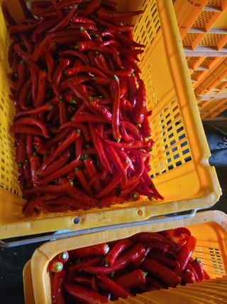 김선순(공룡자색마)님의 작성글 사진