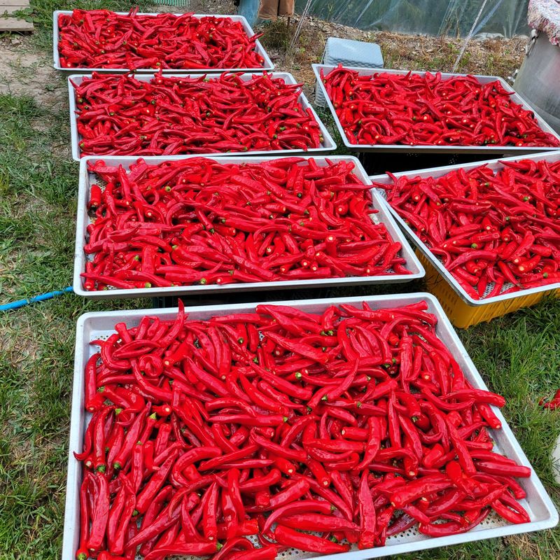 김선순(공룡자색마)님의 장터 판매 상품 [고추가루 600g] 첨부 사진