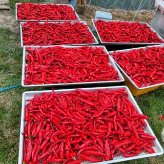 김선순(공룡자색마)님의 작성글 사진