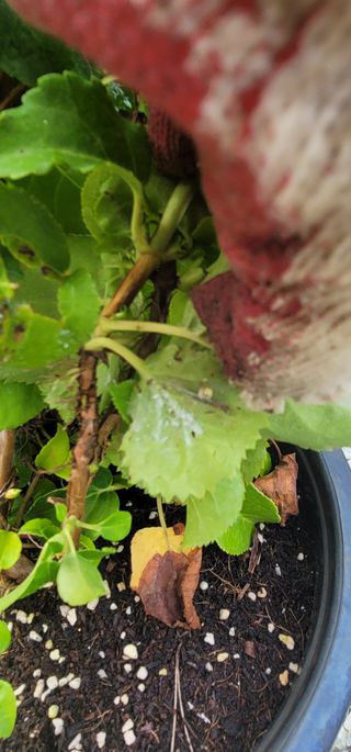 원예종사자님의 기타작물 · 병해충상담 작성글 사진