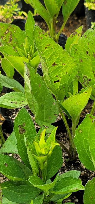 원예종사자님의 기타작물 · 병해충상담 작성글 사진