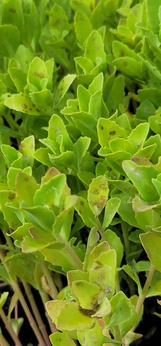 원예종사자님의 기타작물 · 병해충상담 작성글 사진