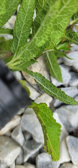 원예종사자님의 기타작물 · 병해충상담 작성글 사진