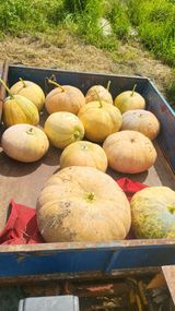 팜모닝 기타작물·영농일지 게시글 이미지