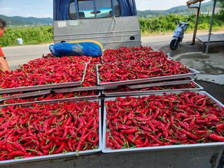 이미순님의 고추 · 영농일지 작성글 사진