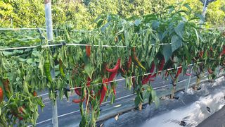 선샌님님의 고추 · 병해충상담 작성글 사진