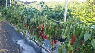 선샌님님의 고추 · 병해충상담 작성글 사진