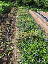 팜모닝 참깨·영농일지 게시글 이미지