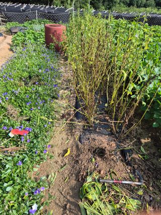 꽃사랑님의 참깨 · 영농일지 작성글 사진