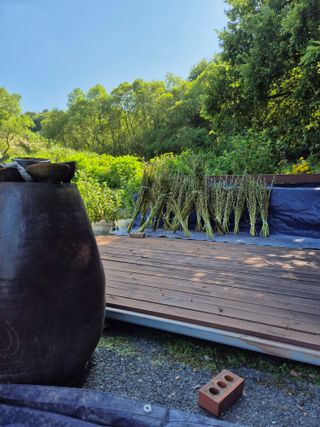 꽃사랑님의 참깨 · 영농일지 작성글 사진