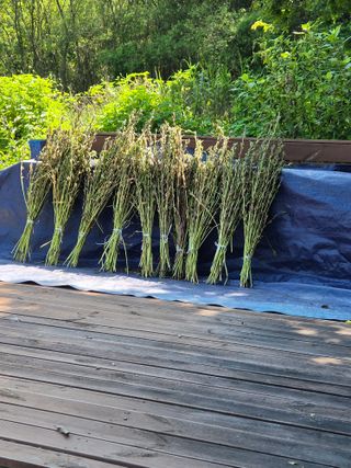 꽃사랑님의 참깨 · 영농일지 작성글 사진