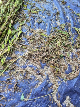 꽃사랑님의 참깨 · 영농일지 작성글 사진