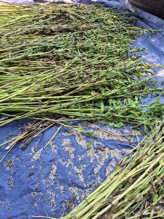 꽃사랑님의 참깨 · 영농일지 작성글 사진