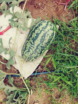 이응혁님의 기타작물 · 영농일지 작성글 사진