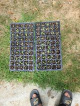 팜모닝 배추·영농일지 게시글 이미지