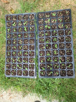 서호님의 배추 · 영농일지 작성글 사진