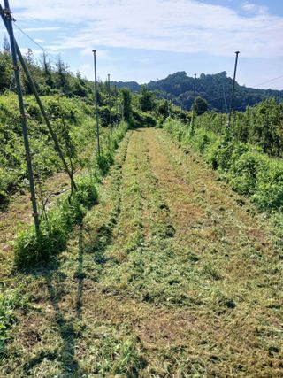 최대균님의 사과 · 영농일지 작성글 사진