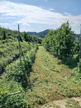 최대균님의 사과 · 영농일지 작성글 사진