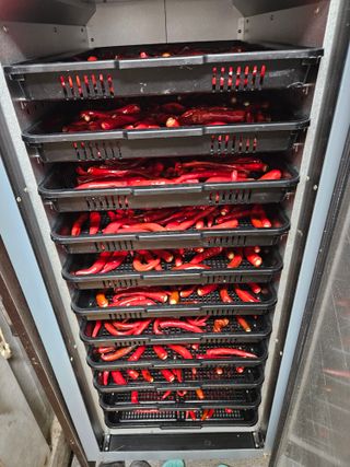 홍승대님의 고추 · 영농일지 작성글 사진