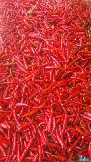 이인구님의 고추 · 영농일지 작성글 사진